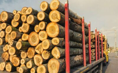 How IMG-W Serves the Pulp Potential Index (PPI): Turning Wood Deliveries into Real Pulp Value